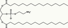 1,3-Dipalmitoyl-glycero-2-phosphoethanolamine or 1,3-DPPE