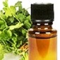 Coriander oil