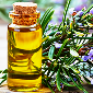 Rosemary oil manufacturers